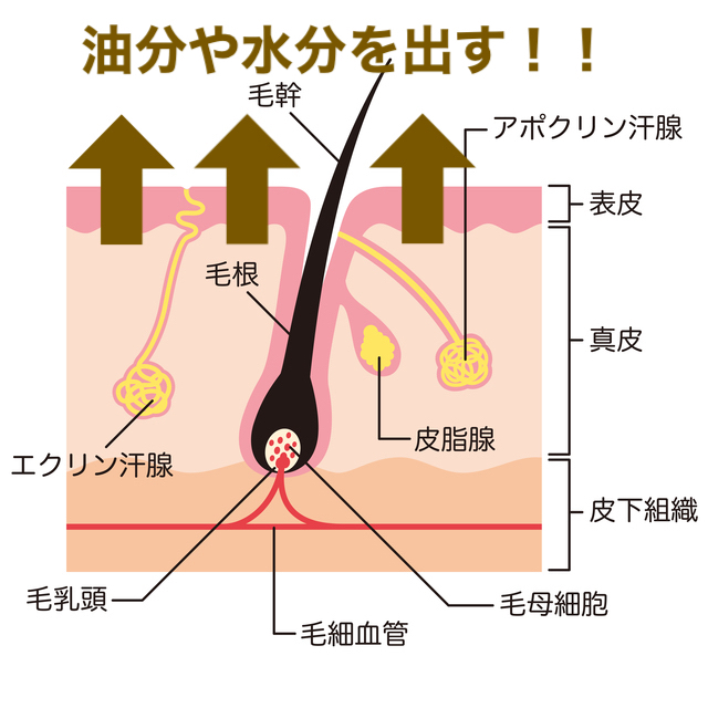 お肌は排泄器官、油分や水分を出すところ